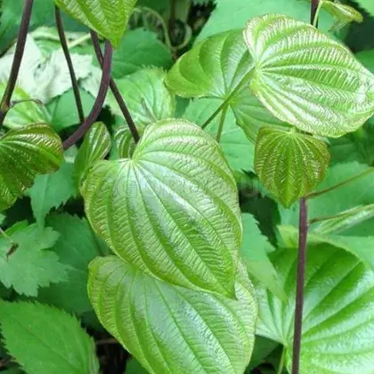 #1. Трава ямса