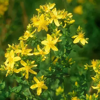 #5. Листья зверобоя
